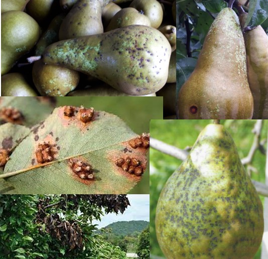 pear pests